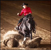 Lippitt Morgan Stallion