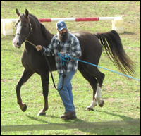 Lippitt Morgan Horse