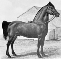 Morgan Horse